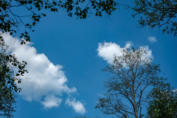 large trees agains blue sky