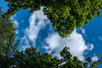 Obraz premium large trees agains blue sky