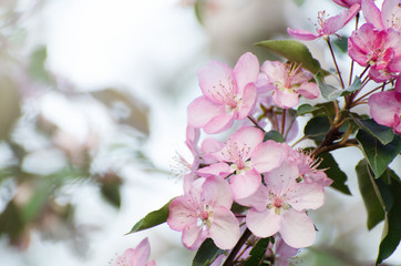 Soft focused Pink flowers of apple tree against blurred bokeh background. Romantic floral template.