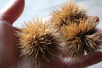 Sweet chestnuts
