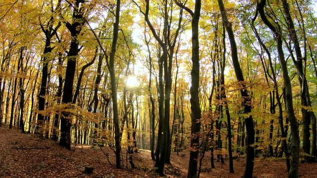 Herbstwald- Schwenk