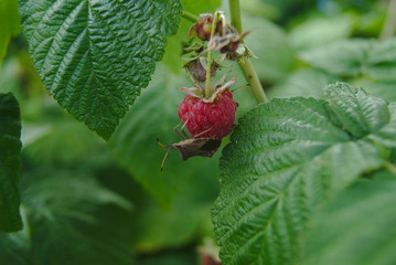 Wanze auf Himbeere