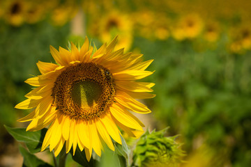 Plantação de girassol.