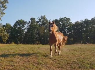 Pferd im Sommer