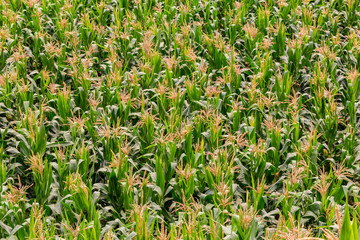 Corn field when viewed from a high angle.