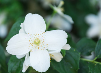 Fototapeta na wymiar Jasmine spring flowers