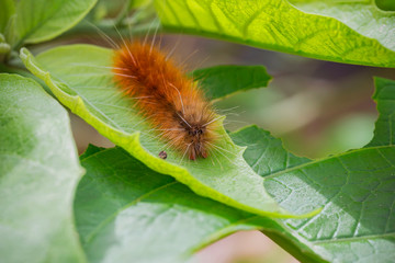 The worms are resting on the leaves