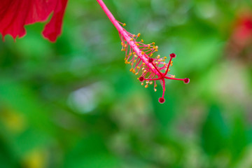 Beeindruckende rote Blüte vor grünem Hintergrund