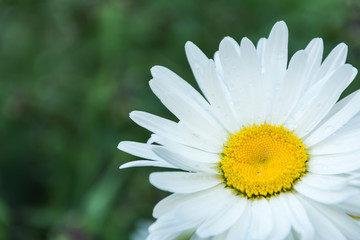 Fototapeta premium Blooming chamomile in the garden