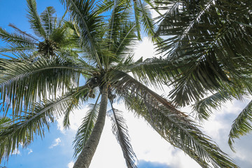 tropical palm forest jungle