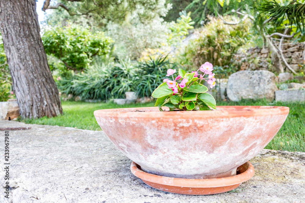 Wall mural peaceful life in a mediterranean garden in southern italy