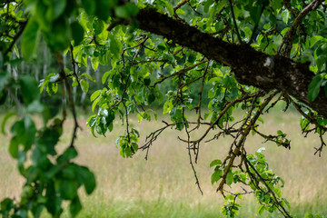 apple tree branches in green summer day with rain