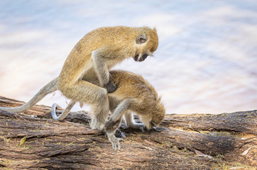 Pair of black-faced vervet monkeys, Ceropithecus aethiops, mating