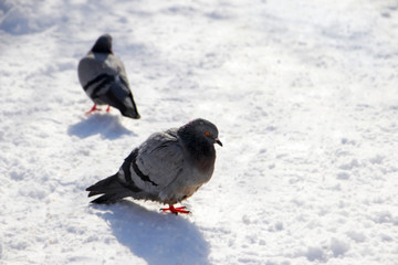 pigeon on snow