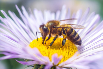 Bee in extreme close up sitting on flower