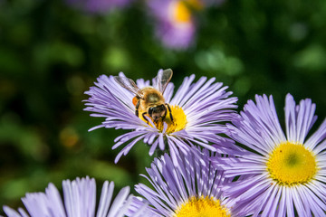 Obraz premium Bee in extreme close up sitting on flower