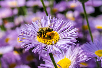 Bee in extreme close up sitting on flower