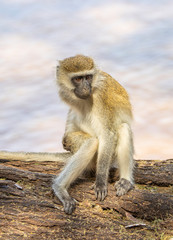 Portrait of male black-faced vervet monkey, Ceropithecus aethiops, seated on tree trunk 