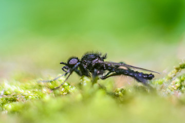 House fly in extreme close up sitting on leaf