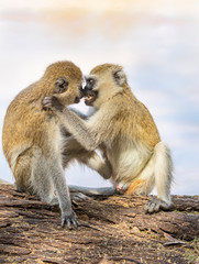 Black-faced vervet monkey, Ceropithecus aethiops, couple embracing and drawing closer to kiss