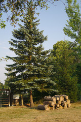 Nadelbaum mit Holzstoß