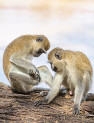 Seated pair of vervet monkeys, Cercopithecus aethiops, grooming