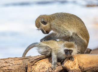 Seated mother black-faced vervet monkey, Ceropithecus aethiops, leaning over and grooming her baby