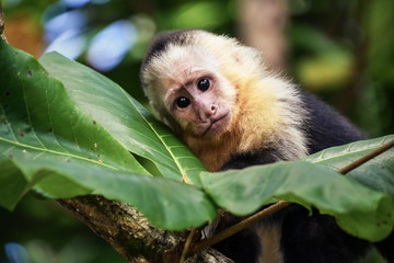 Baby monkey in Costa Rica.