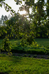 apple tree branches in green summer day with rain