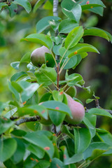 apple tree branches in green summer day with rain