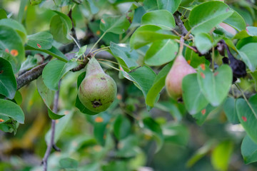 apple tree branches in green summer day with rain