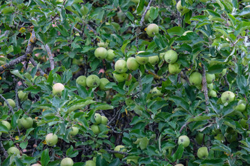 apple tree branches in green summer day with rain