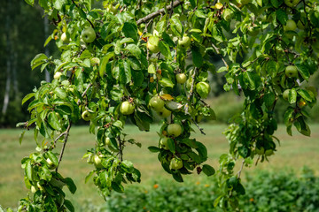 apple tree branches in green summer day with rain