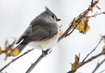 Titmouse bird portraits