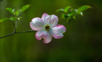 Obraz premium Dogwood Flowers Pink and White