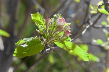 Apple blossom in spring