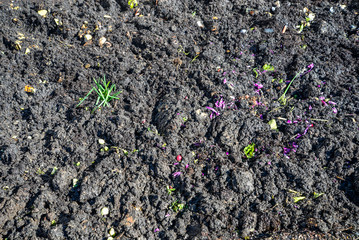 Rich Colorful Garden Soil and Compost Pile