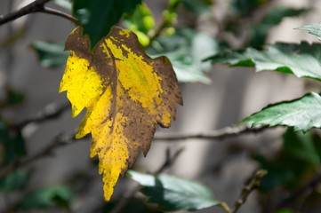 Hibiscus leaf in autumn