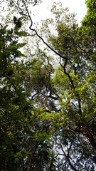 végétation jungle