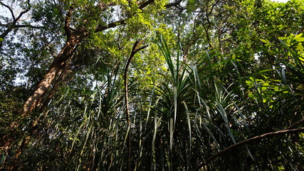 végétation jungle