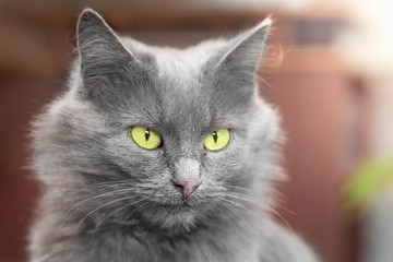 A gray cat with green eyes sitting in the room. Portrait of a cat close-up_