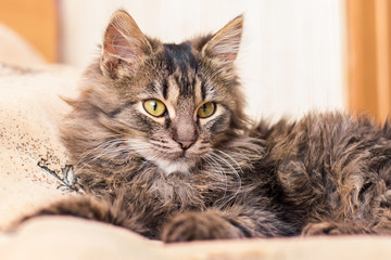 A striped kitty lying in the room on the couch_