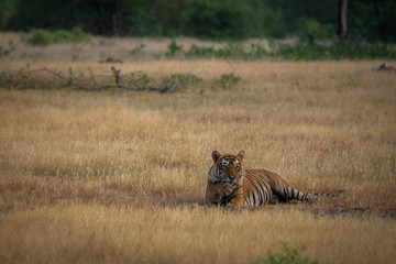 A dominant male tiger grooming after doing a sambar deer kill at Ranthambore Tiger Reserve, India