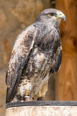 Bird of prey portrait