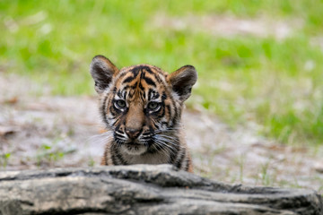Fototapeta na wymiar Tiger Cub Peek A Boo