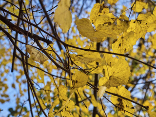 Shot of a tree with yellow leaves and its branches