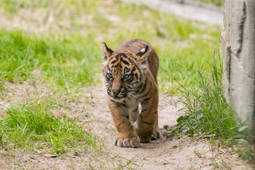 Fototapeta na wymiar Tiger Cub Walking
