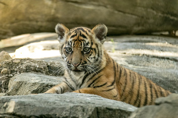 Tiger Cub Relaxing