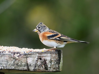 Brambling, Fringilla montifringilla