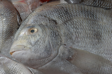 pescado mercado
